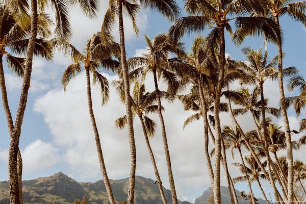 Hotel Banyan Harbor Resort (Lihue)